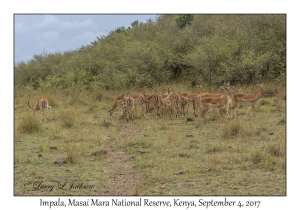 Impala