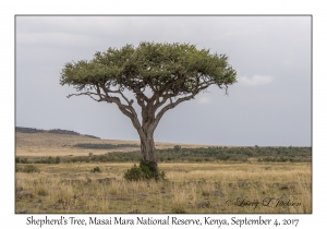 Shepherd's Tree