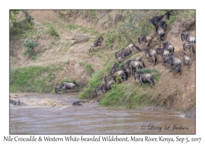 Nile Crocodile & Western White-bearded Wildebeest