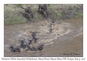 Western White-bearded Wildebeest