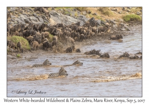 Western White-bearded Wildebeest & Plains Zebra