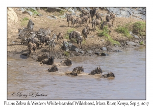 Plains Zebra & Western White-bearded Wildebeest