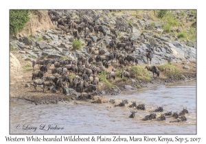 Western White-bearded Wildebeest & Plains Zebra