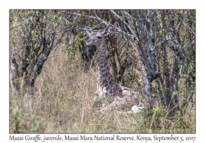 Masai Giraffe