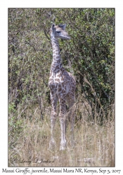 Masai Giraffe