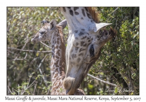 Masai Giraffes