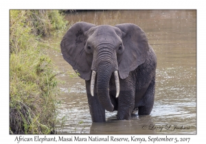 African Elephant