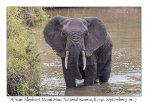 African Elephant