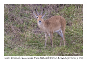 Bohor Reedbuck