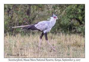 Secretarybird