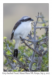 Grey-backed Fiscal