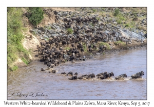 Western White-bearded Wildebeest & Plains Zebra