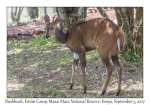 Bushbuck