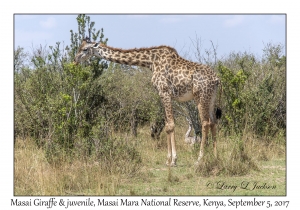 Masai Giraffes