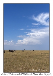 Western White-bearded Wildebeest