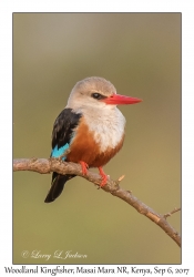 Woodland Kingfisher