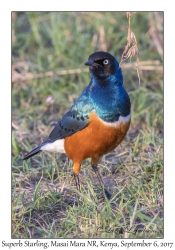 Superb Starling