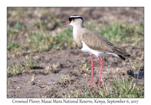 Crowned Plover