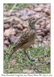 Rosy-throated Longclaw