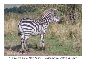 Plains Zebra & Yellow-billed Oxpecker