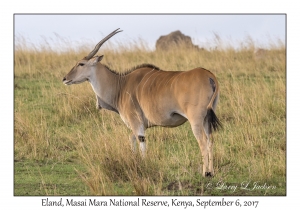 Eland