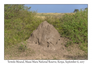 Termite Mound