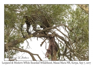 Leopard & Western White-bearded Wildebeest