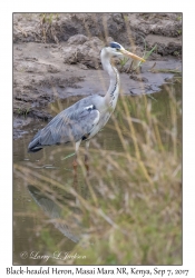 Black-headed Heron