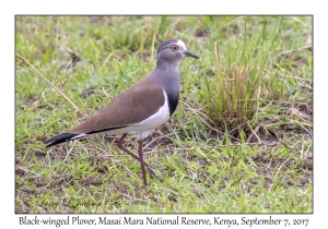 Black-winged Plover