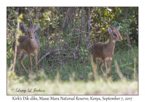 Kirk's Dik-diks