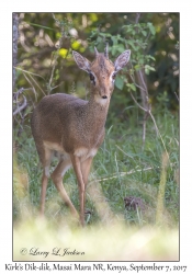 Kirk's Dik-dik