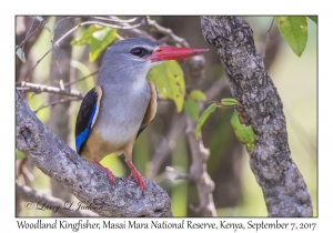 Woodland Kingfisher