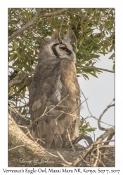 Verreaux's Eagle-Owl