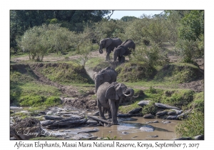 African Elephants