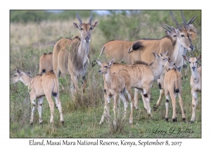 Eland