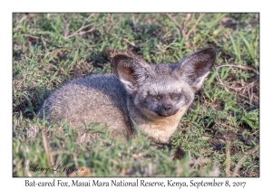 Bat-eared Fox