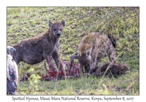 Spotted Hyenas