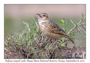 Rufous-naped Lark