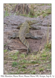 Nile Monitor