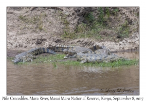 Nile Crocodiles