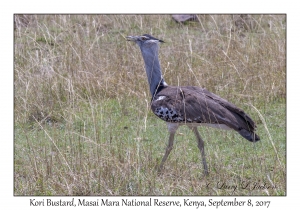 Kori Bustard