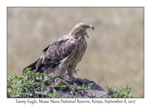 Tawny Eagle