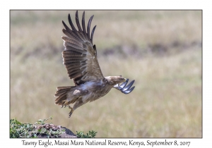 Tawny Eagle