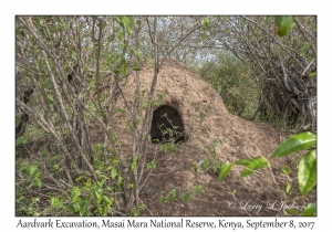 Aardvark excavation