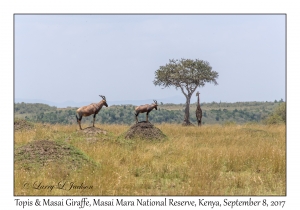 Topi & Masai Giraffe
