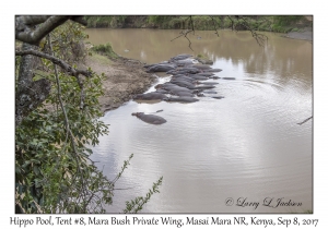 Hippo Pool