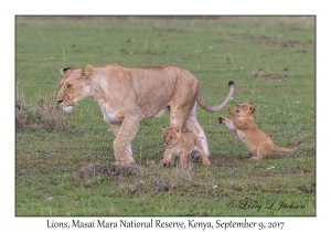 Lions