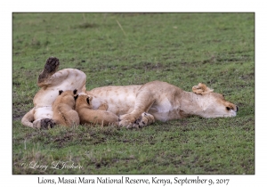 Lions