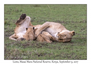 Lions