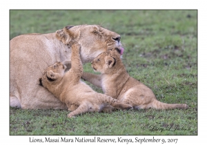 Lions